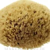 Natürlicher Meeresschwamm Honeycomb Sea Sponge 11.43 cm