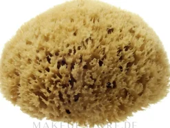 Natürlicher Meeresschwamm Honeycomb Sea Sponge 11.43 cm