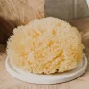 Natürlicher Meeresschwamm Honeycomb Sea Sponge 6.35 cm